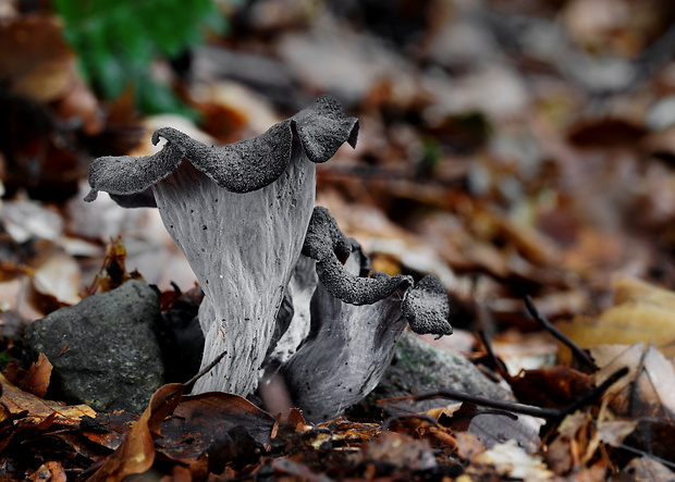 lievik trúbkovitý Craterellus cornucopioides (L.) Pers.