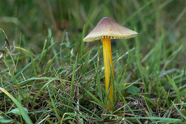 lúčnica kužeľovitá Hygrocybe conica (Schaeff.) P. Kumm.