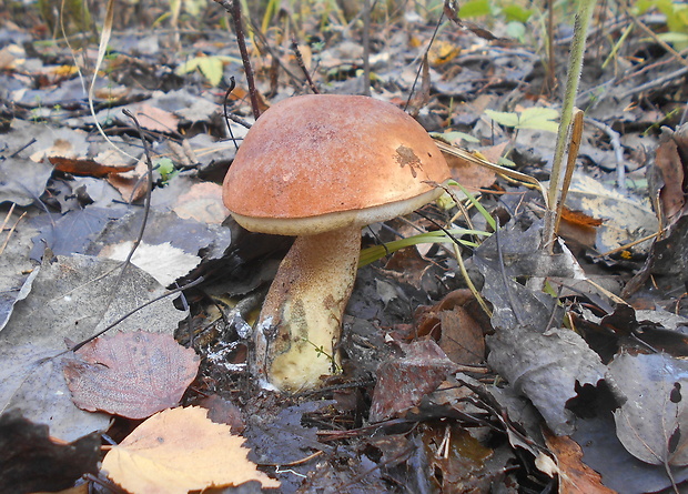 kozák dubový Leccinum aurantiacum (Bull.) Gray