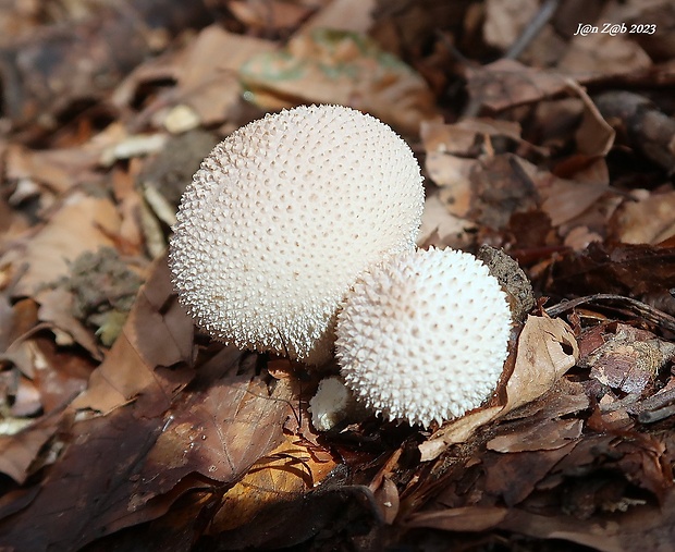 prášnica bradavičnatá Lycoperdon perlatum Pers.