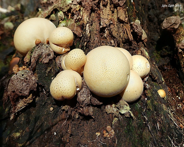 prášnica hruškovitá Lycoperdon pyriforme Schaeff.