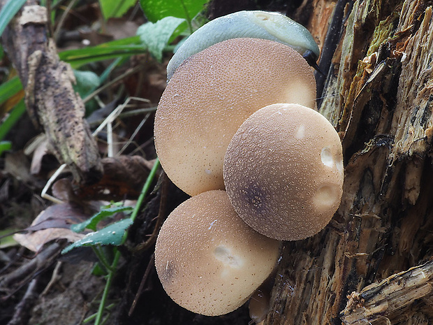 prášnica hruškovitá Lycoperdon pyriforme Schaeff.