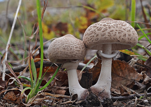 bedľa štíhla Macrolepiota mastoidea (Fr.) Singer