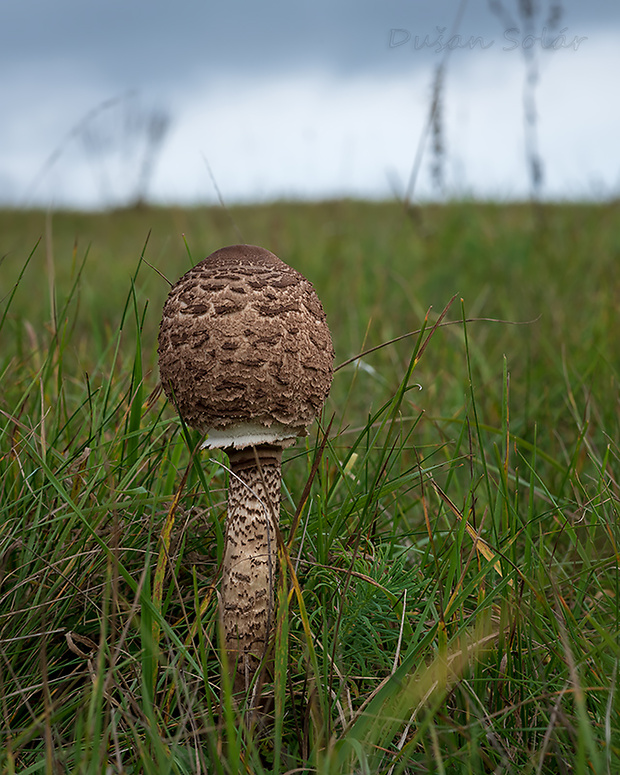 bedľa vysoká Macrolepiota procera (Scop.) Singer