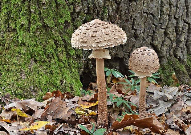 bedľa vysoká Macrolepiota procera (Scop.) Singer