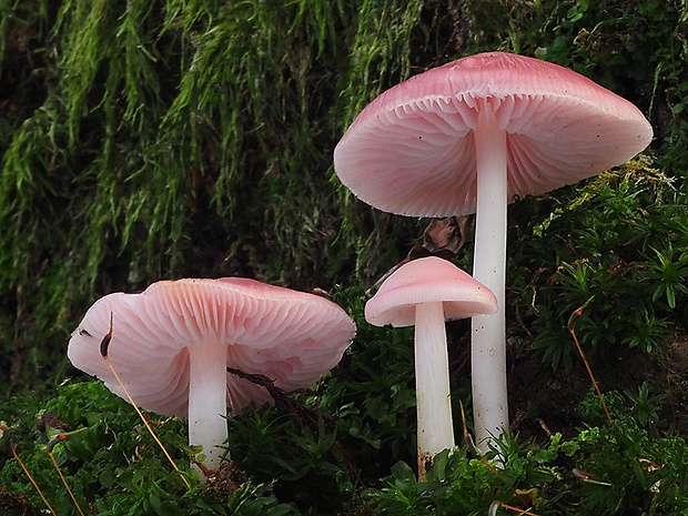 prilbička ružovkastá Mycena rosea Gramberg