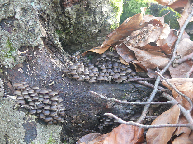 prilbička hnedosivá Mycena tintinnabulum (Paulet) Quél.