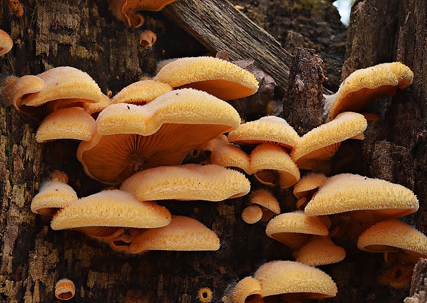 hlivník hniezdovitý Phyllotopsis nidulans (Pers.) Singer