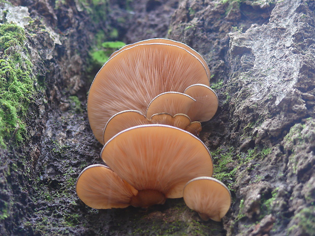 pňovka neskorá Sarcomyxa serotina (Pers.) P. Karst.