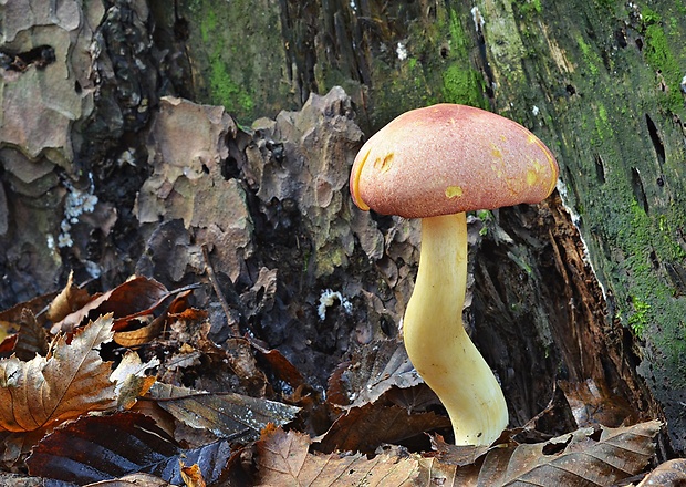 čírovec červenožltý Tricholomopsis rutilans (Schaeff.) Singer