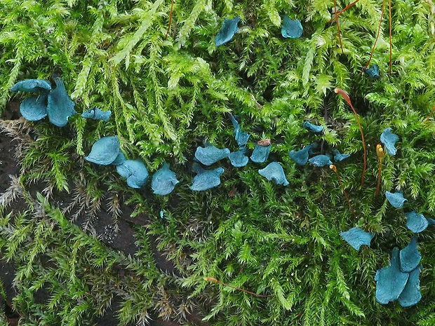 zelenica Chlorociboria sp.