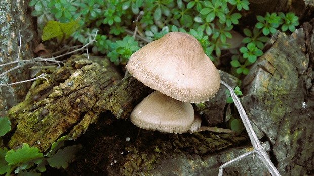 štítovka šupinatá Pluteus petasatus (Fr.) Gillet