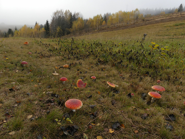 muchotrávka červená - biotop Amanita muscaria (L.) Lam.