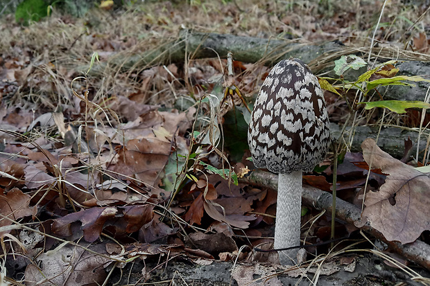 hnojník strakatý Coprinopsis picacea (Bull.) Redhead, Vilgalys & Moncalvo