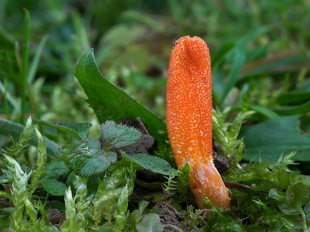 žezlovka hmyzová Cordyceps militaris (Fr.) Link