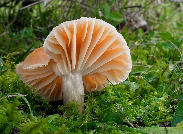 lúčnica statná Cuphophyllus pratensis (Fr.) Bon