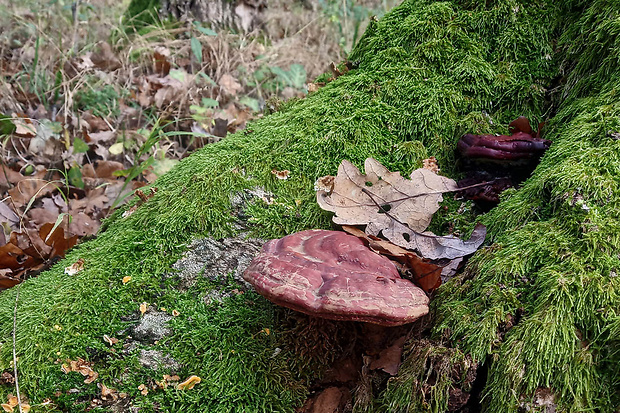 lesklokôrovka obyčajná Ganoderma lucidum (Curtis) P. Karst.