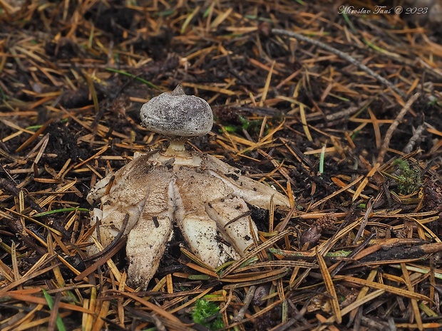 hviezdovka dlhokrčková Geastrum pectinatum Pers.