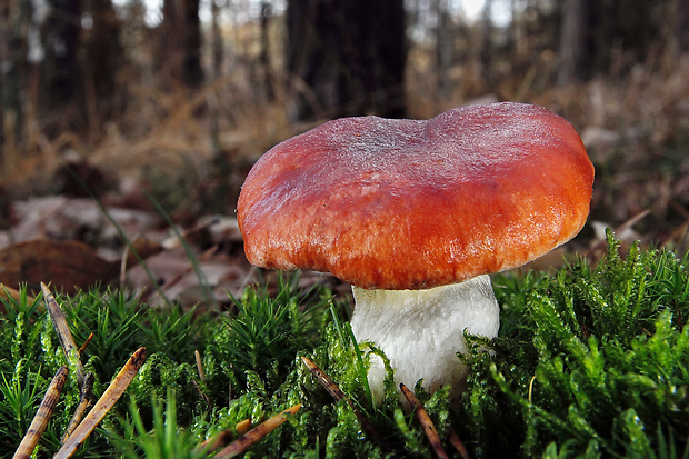 sliziak ružový Gomphidius roseus (Fr.) Oudem.