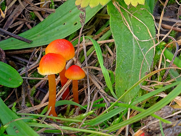 lúčnica horká Hygrocybe mucronella (Fr.) P. Karst.