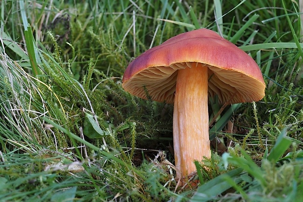 lúčnica granátovočervená Hygrocybe punicea (Fr.) P. Kumm.