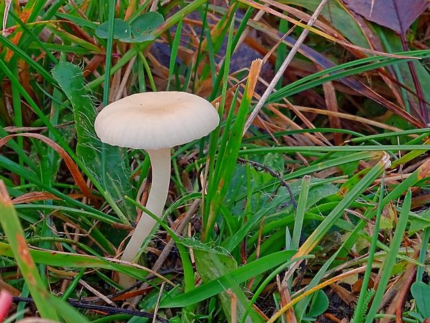 lúčnica juchtová Hygrocybe russocoriacea (Berk. & T.K. Mill.) P.D. Orton & Watling