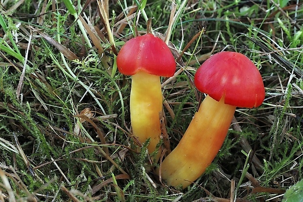 lúčnica nádherná Hygrocybe splendidissima (P.D. Orton) M.M. Moser