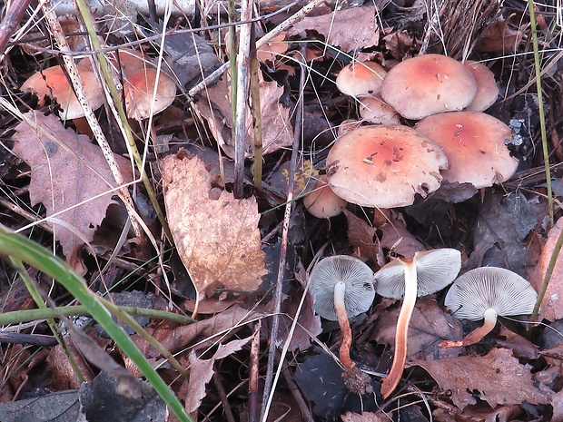 strapcovka tehlovočervená Hypholoma lateritium (Schaeff.) P. Kumm.