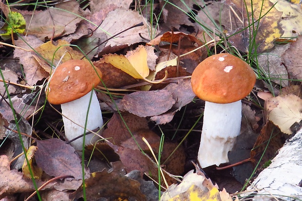 kozák osikový Leccinum albostipitatum den Bakker & Noordel.