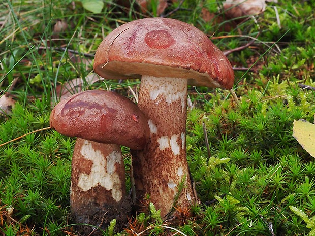 kozák dubový Leccinum aurantiacum (Bull.) Gray