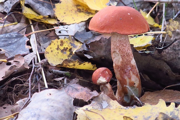 kozák dubový Leccinum aurantiacum (Bull.) Gray