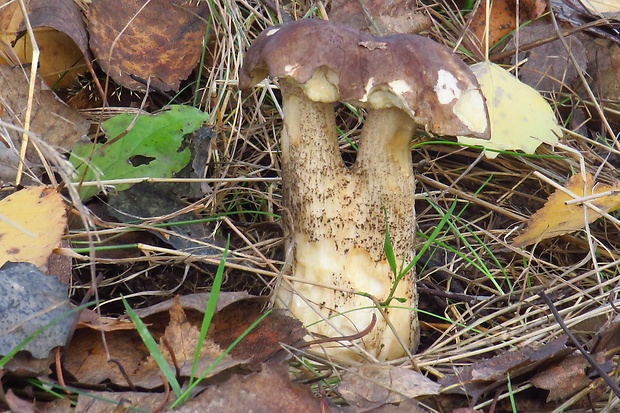 kozák brezový Leccinum scabrum (Bull.) Gray