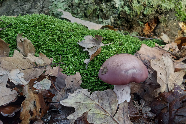 pôvabnica fialová Lepista nuda (Bull.) Cooke