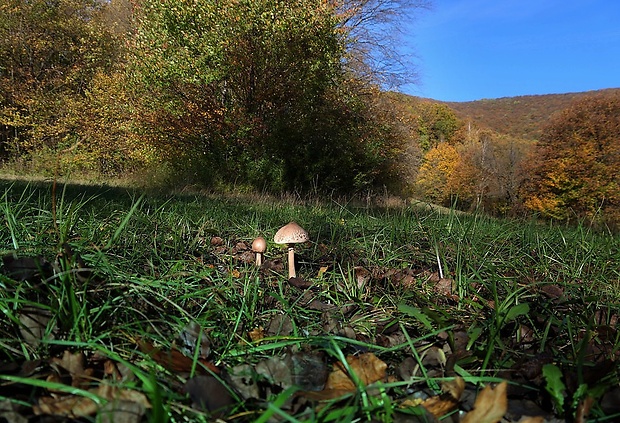 bedľa štíhla Macrolepiota mastoidea (Fr.) Singer