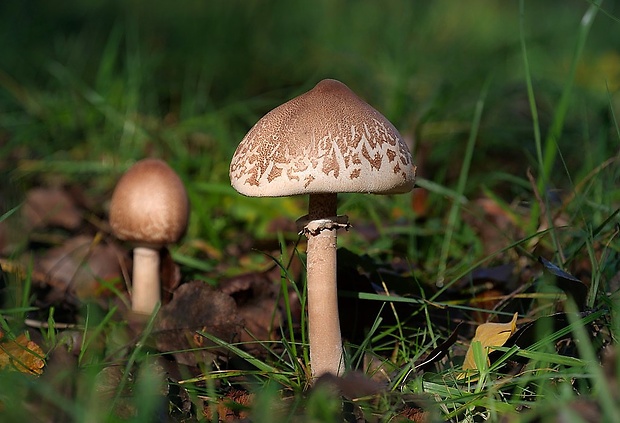 bedľa štíhla Macrolepiota mastoidea (Fr.) Singer