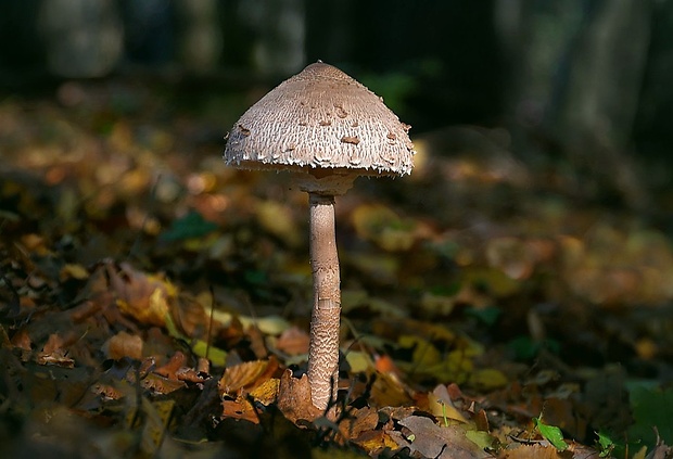 bedľa vysoká Macrolepiota procera (Scop.) Singer