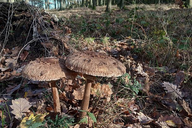 bedľa vysoká Macrolepiota procera (Scop.) Singer