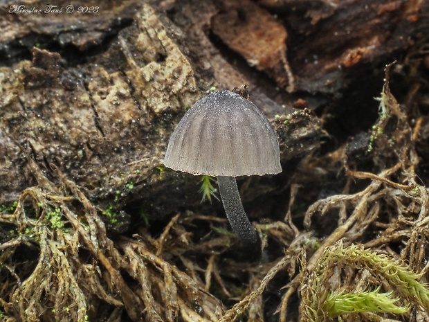 prilbička modrosivá Mycena pseudocorticola Kühner