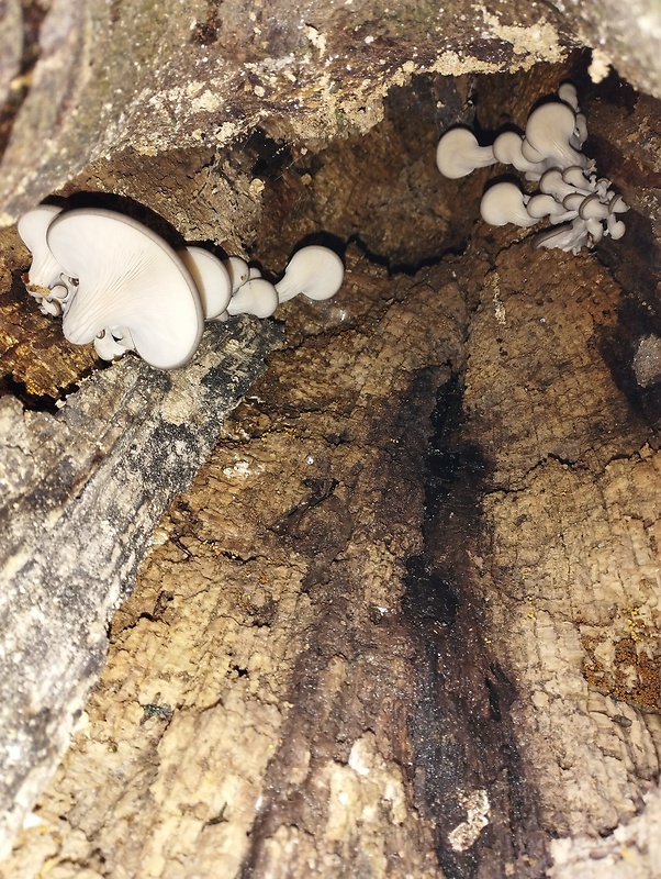 hliva ustricovitá Pleurotus ostreatus (Jacq.) P. Kumm.