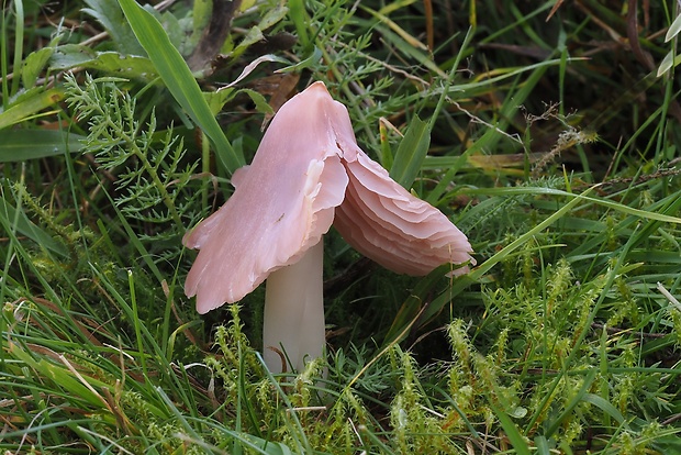 lúčnica ružovočervená Porpolomopsis calyptriformis (Berk.) Bresinsky