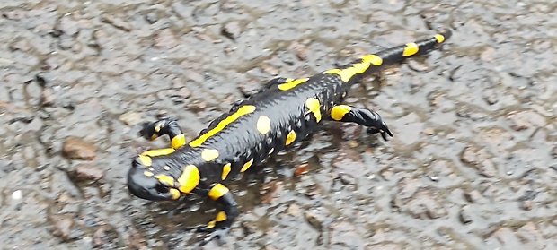 salamandra škvrnitá  salamandra salamandra