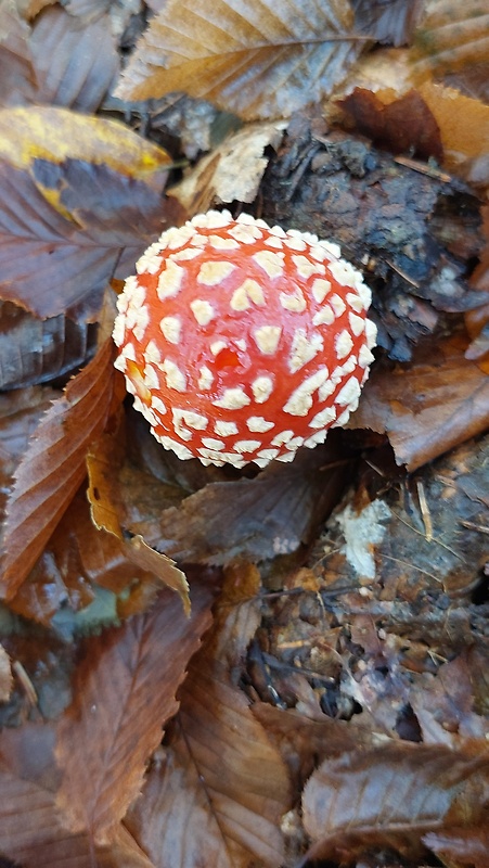 muchotrávka červená Amanita muscaria (L.) Lam.