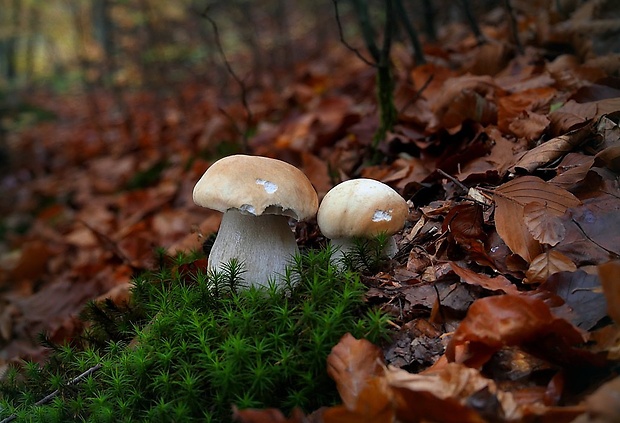 hríb smrekový Boletus edulis Bull.