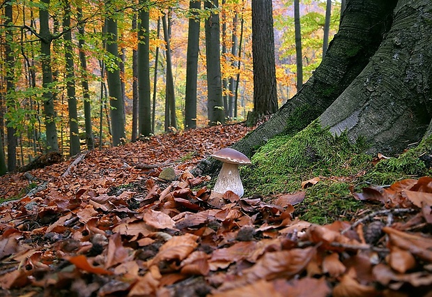 hríb smrekový Boletus edulis Bull.