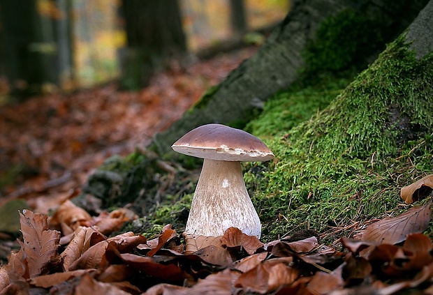 hríb smrekový Boletus edulis Bull.