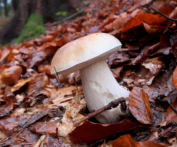 hríb smrekový Boletus edulis Bull.