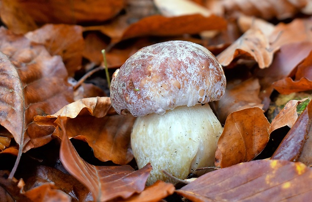 hríb sosnový Boletus pinophilus Pil. et Dermek in Pil.