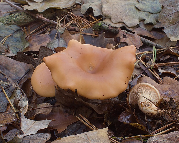 strmuľka hnedočervená Bonomyces sinopicus (Fr.) Vizzini