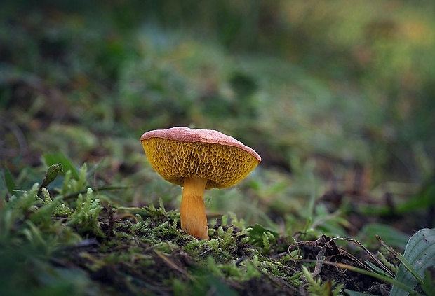 meďovec korenistý Chalciporus piperatus (Bull.) Bataille