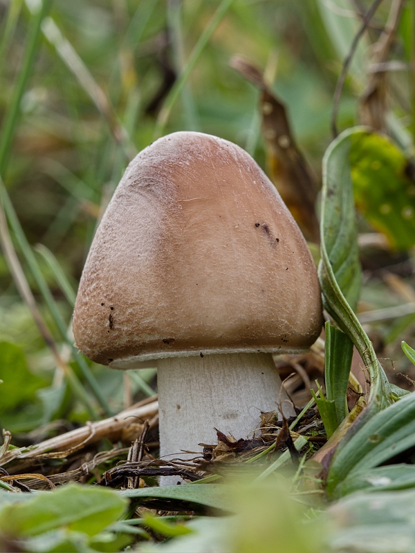 bedľa červenejúca Chlorophyllum cf. rachodes (Vittad.) Vellinga